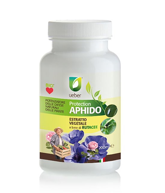 aphido