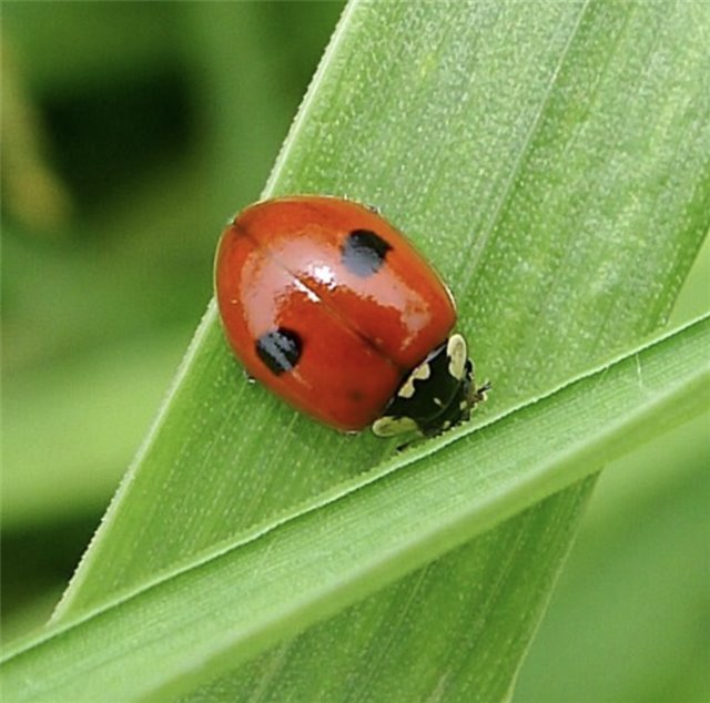 Coccinella a 2 punti contro gli afidi